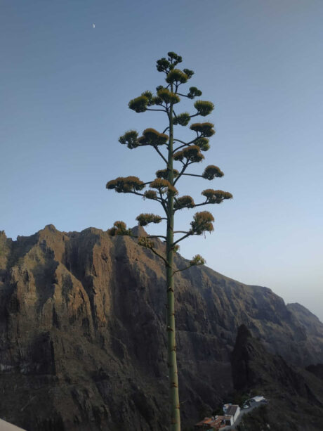 Inflorescencia del agave, Tenerife