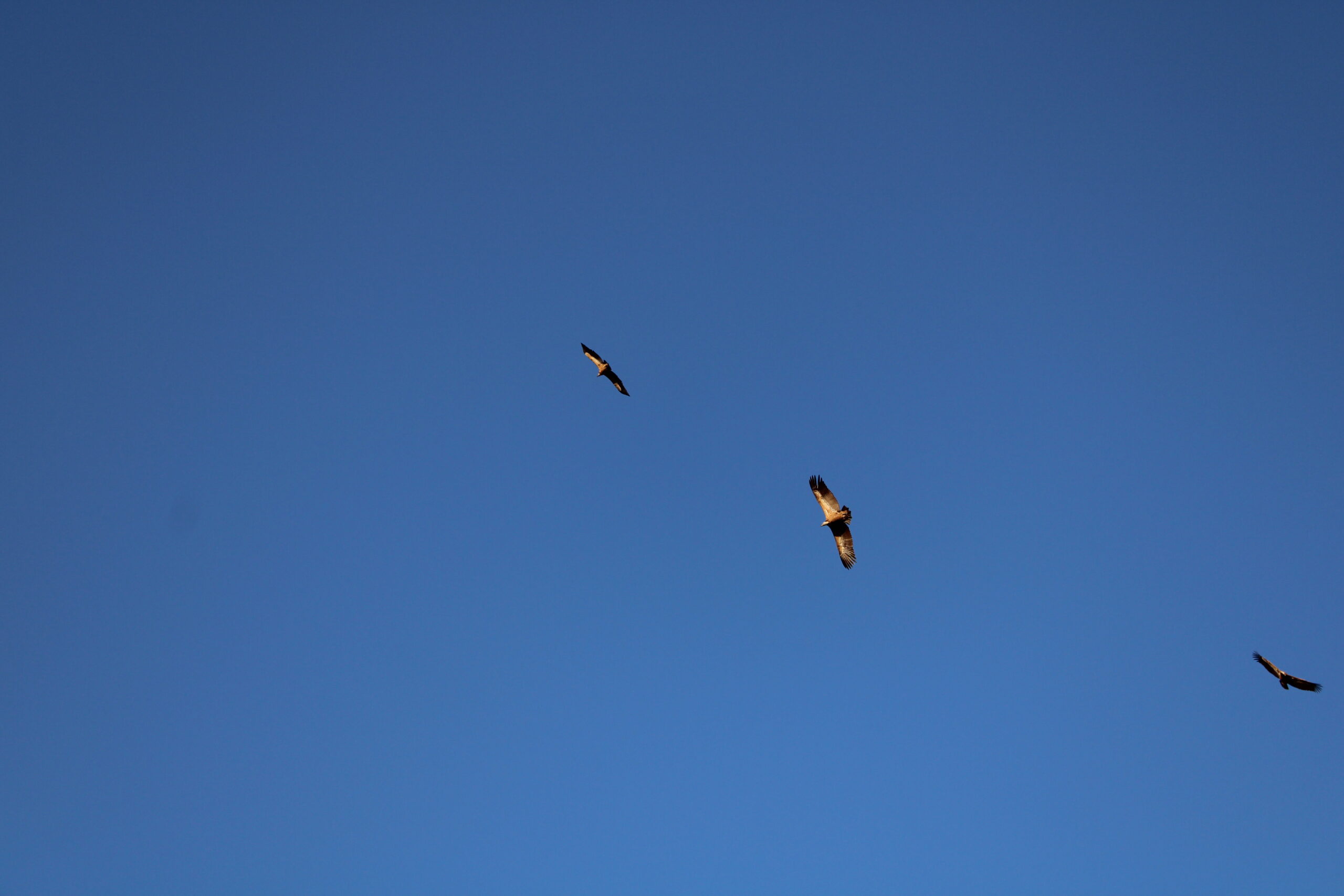 Buitres volando Monfragüe