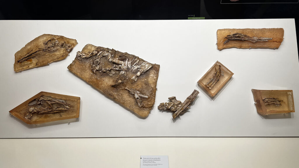 Fósiles de Cuenca