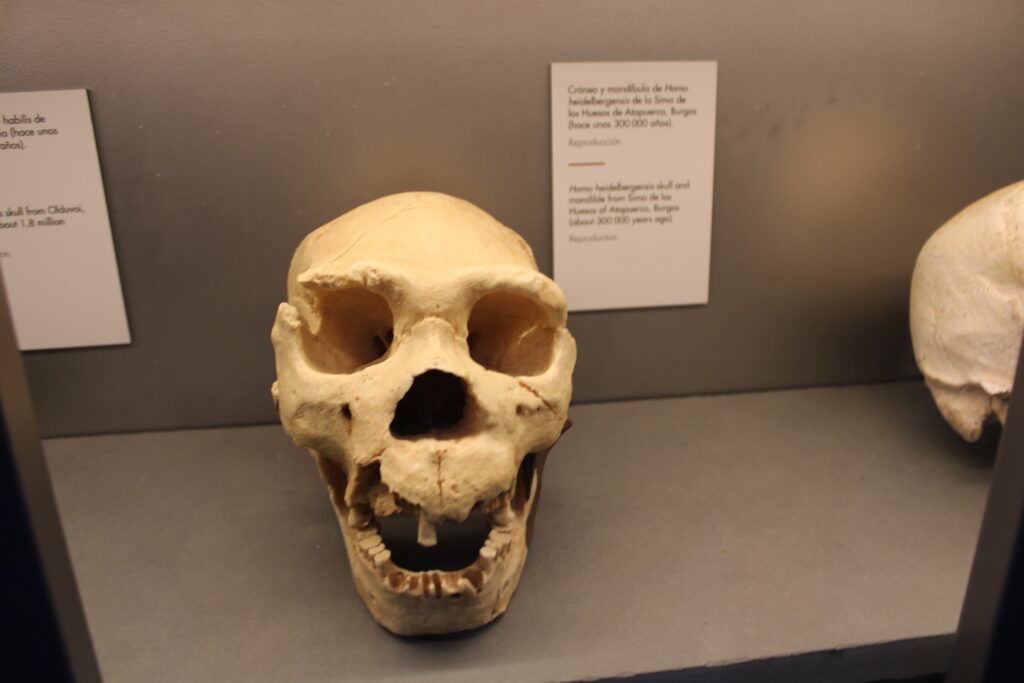 Cráneo Homo heidelbergensis, Museo de Altamira