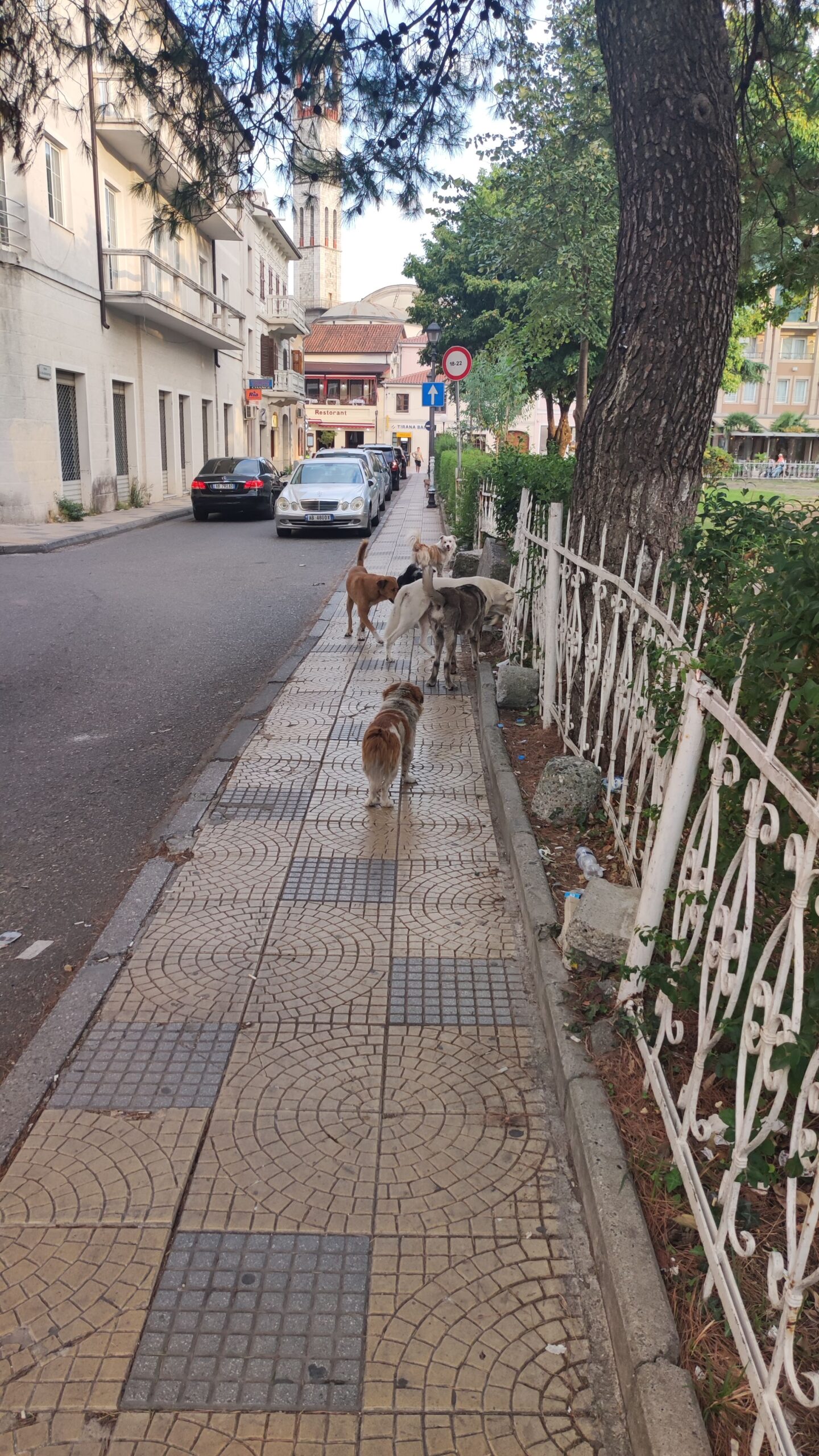 Perros callejeros, Albania