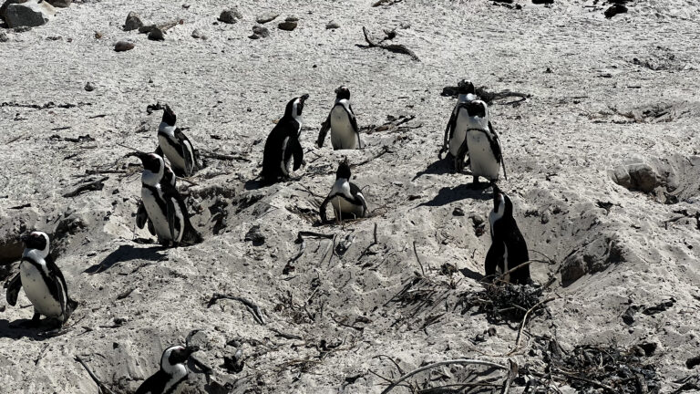 pinguinos playa boulders