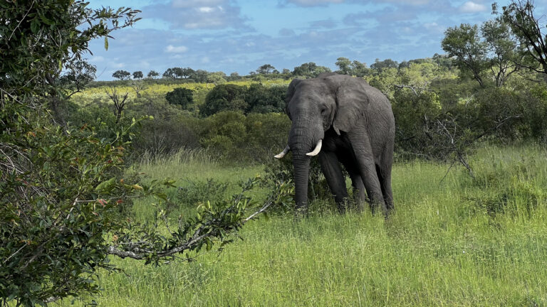 Elefante macho