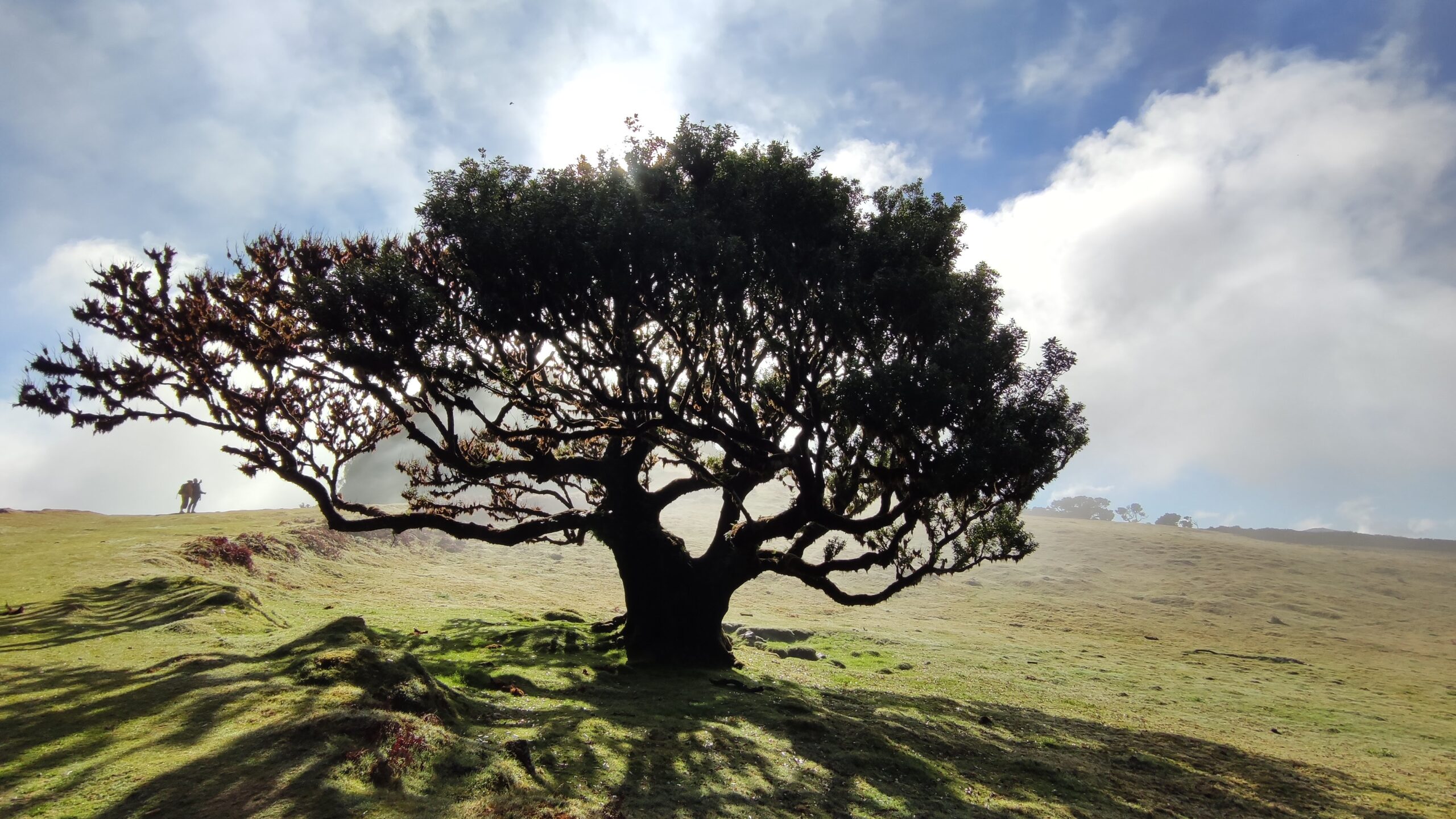 Laguna do Fanal, Madeira