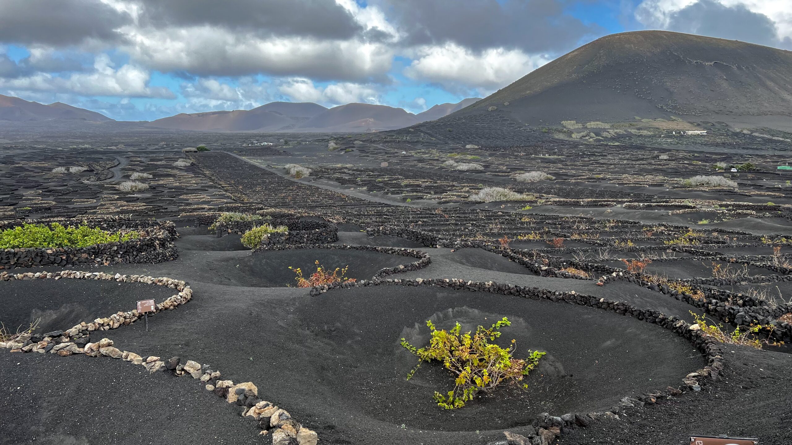 Viñedos de Lanzarote