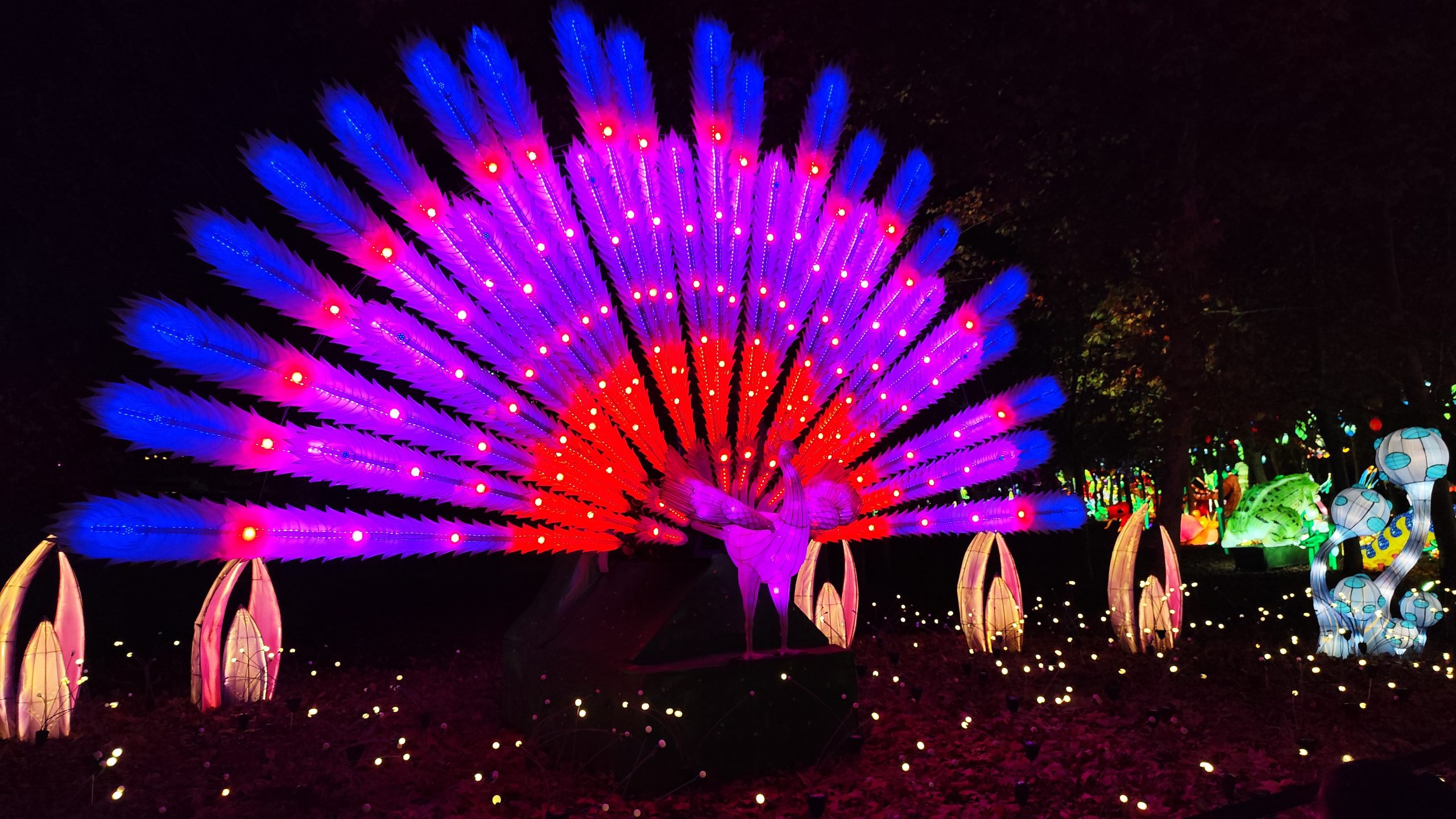 Pavo real de luces en el Festival de las Linternas Asiáticas, Mágicas Navidades de Torrejón de Ardoz